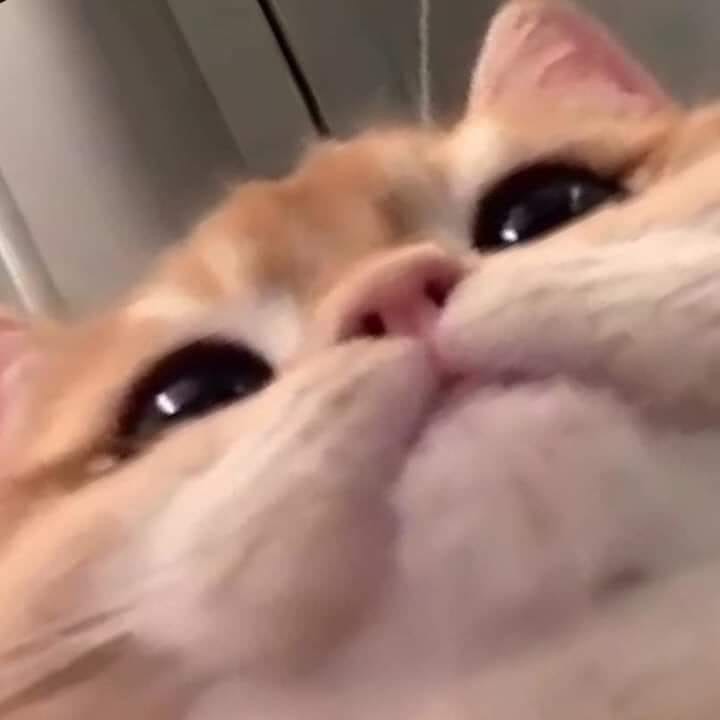 1776625513631001