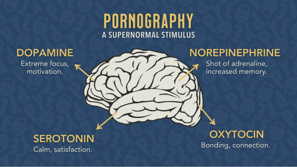 6712157a39cb321faae0038a pornography stimulus 1