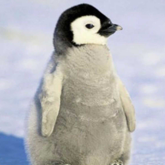 BabyPenguin
