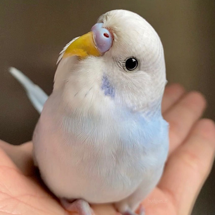 Budgie