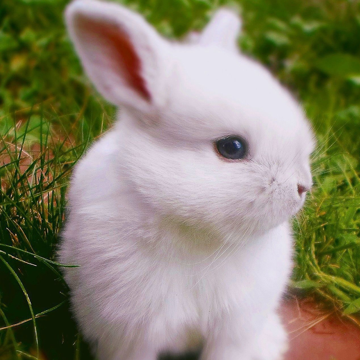 BunnyCute