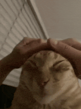 Cat cat pet