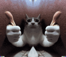 Cat two thumbs up thumbs up