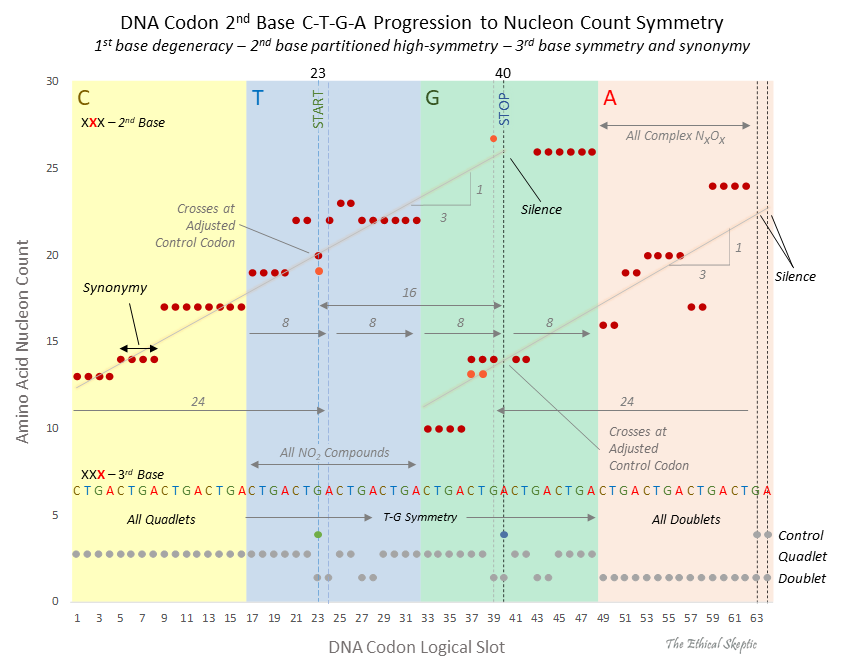 Codon 2nd Digit to Amino Nucleon Count 2021 opaque Alt 1 10