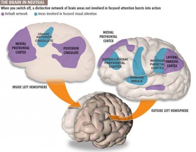 Default Mode Network and Task Positive Mode Network 644x500