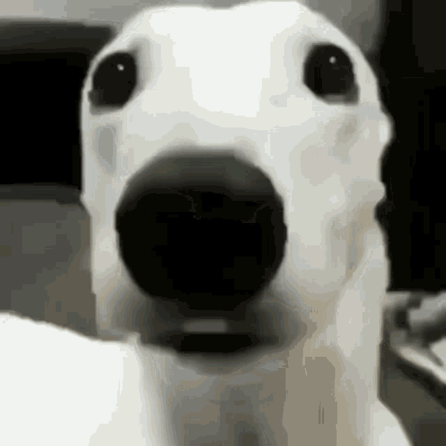 Dog chattering