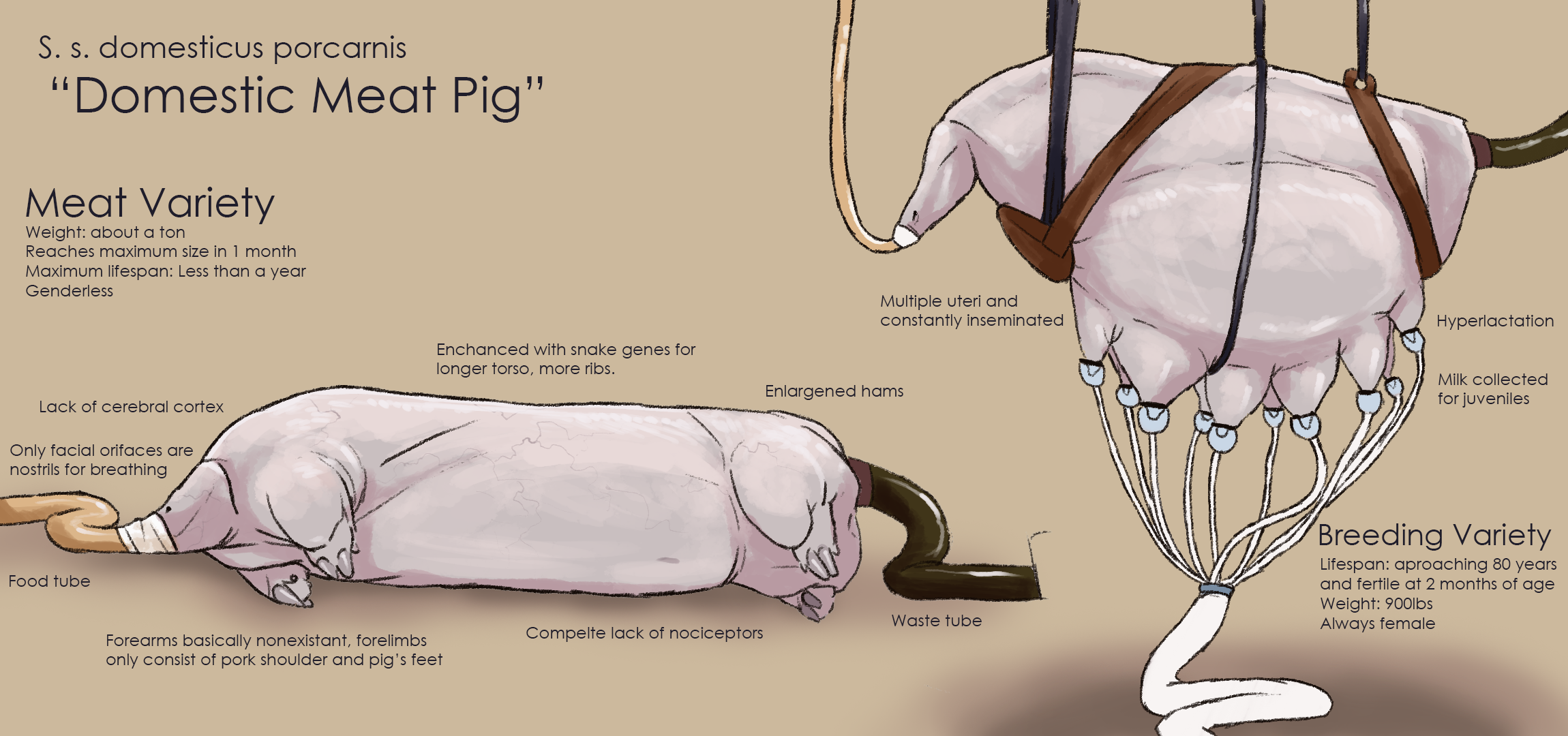 Domestic meat pig future
