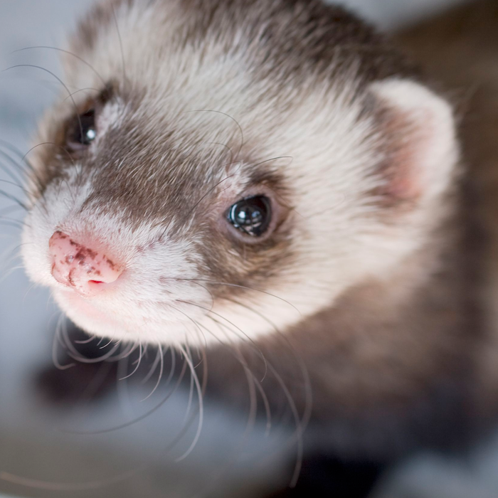 Ferret