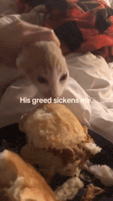 Greedy cat greedy