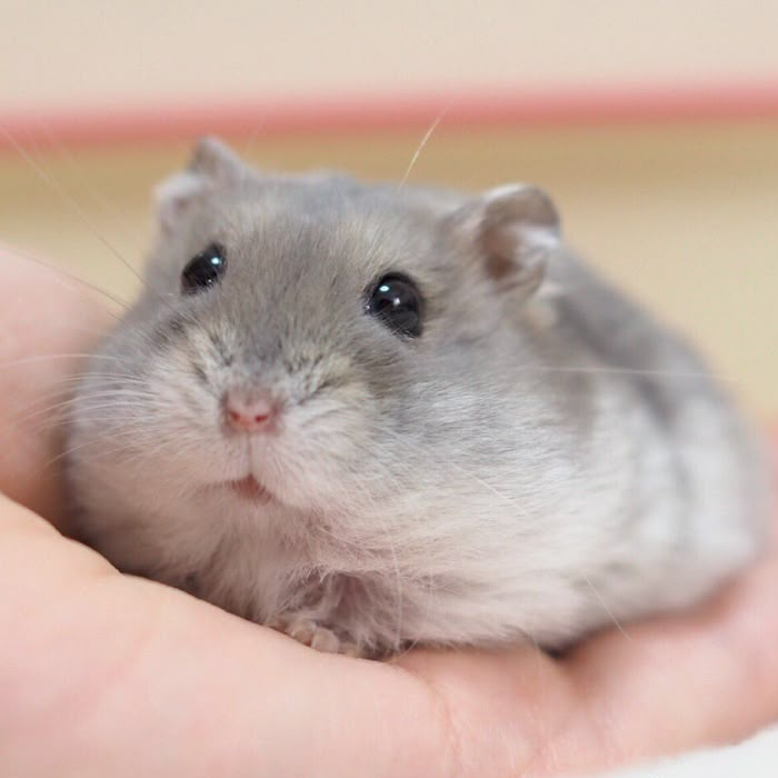 Hamster