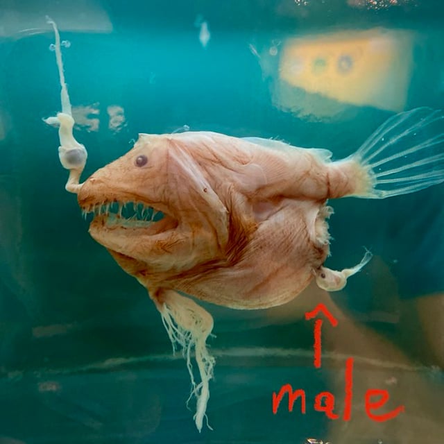 It sucks to be a male anglerfish theyre puny compared to v0 q3s0fyyugpqa1