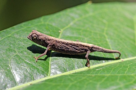 Minute leaf chameleon Brookesia minima Lokobe