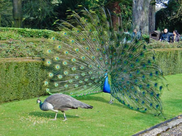 Peacock Wooing Peahen