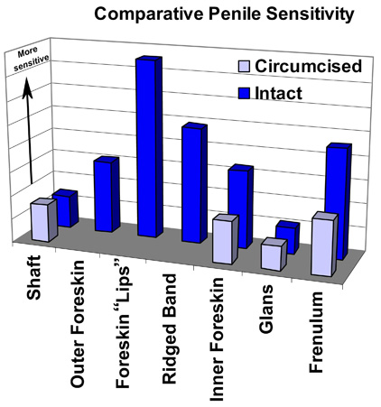 Penile sensitivity chart
