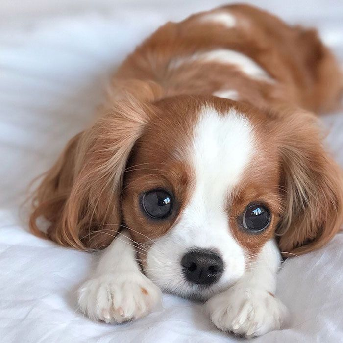 Puppy