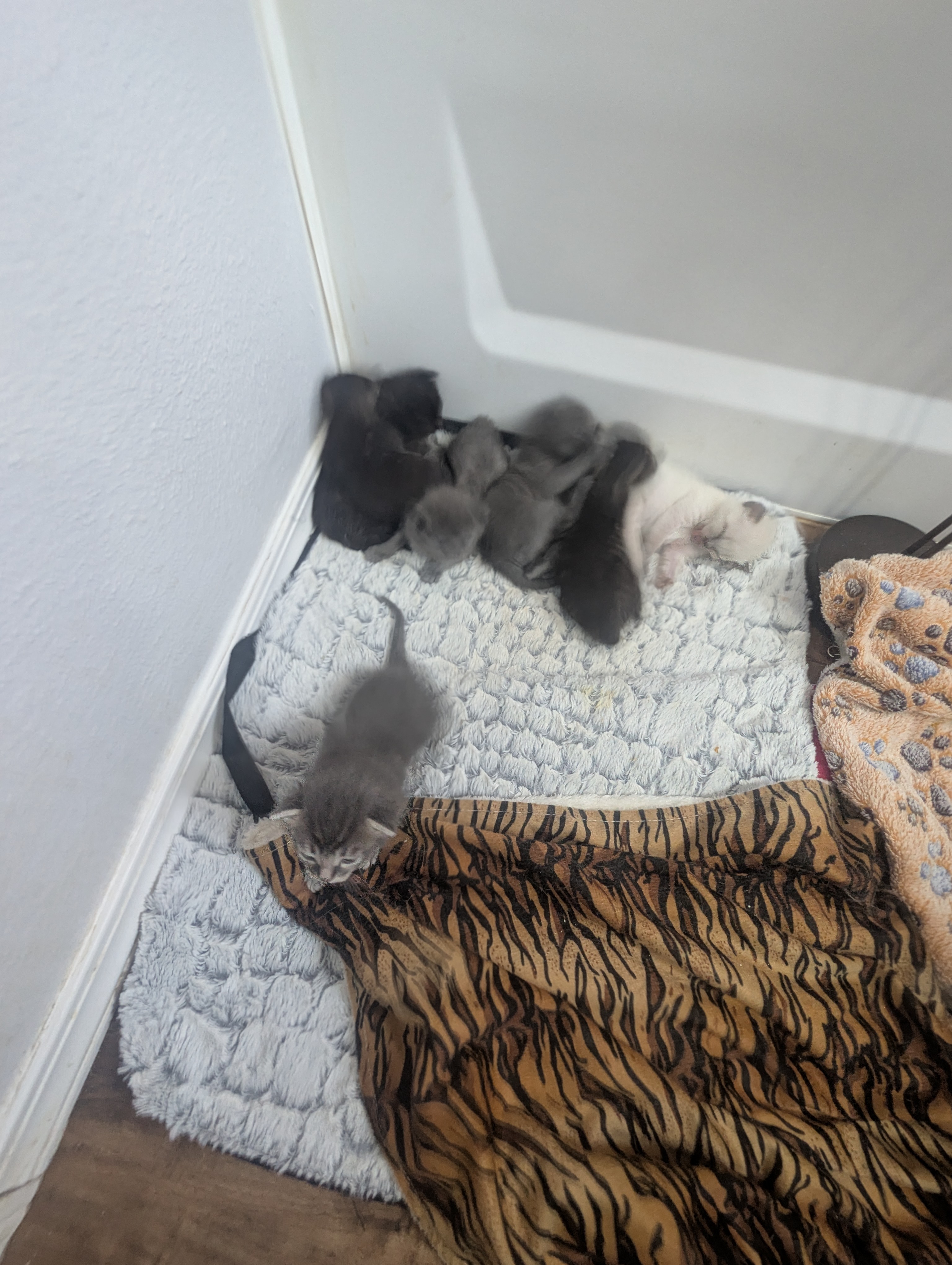 PXL 20260405 192024342LONG EXPOSURE 01COVER