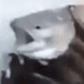 Screaming salmon