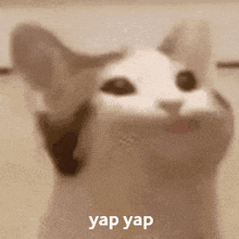 Yap yapping