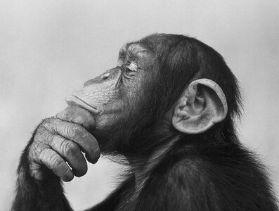 chimp_thinking_crp-3533712375.jpg