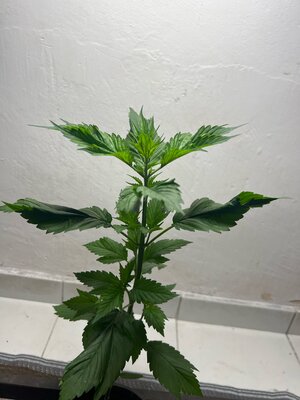 Ima13948553991578357339