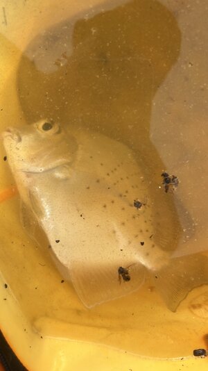 455880EF C4C5 47B6 B0A1 9E8E2580EA06