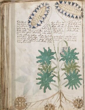 Voynich 1 290