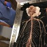 Strategic Nervous System
