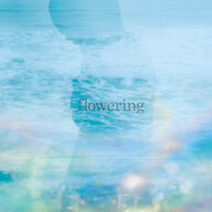daylily Album Art